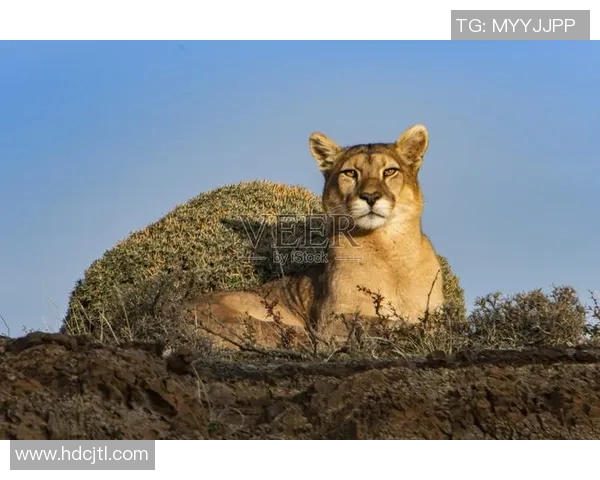 美洲狮与墨西哥美洲的生态对抗与生存智慧探讨
