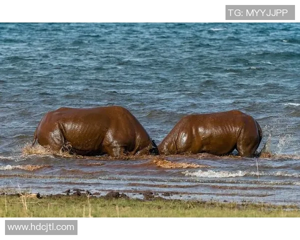 2019年7月7日埃及与南非激战回顾精彩瞬间与赛后分析